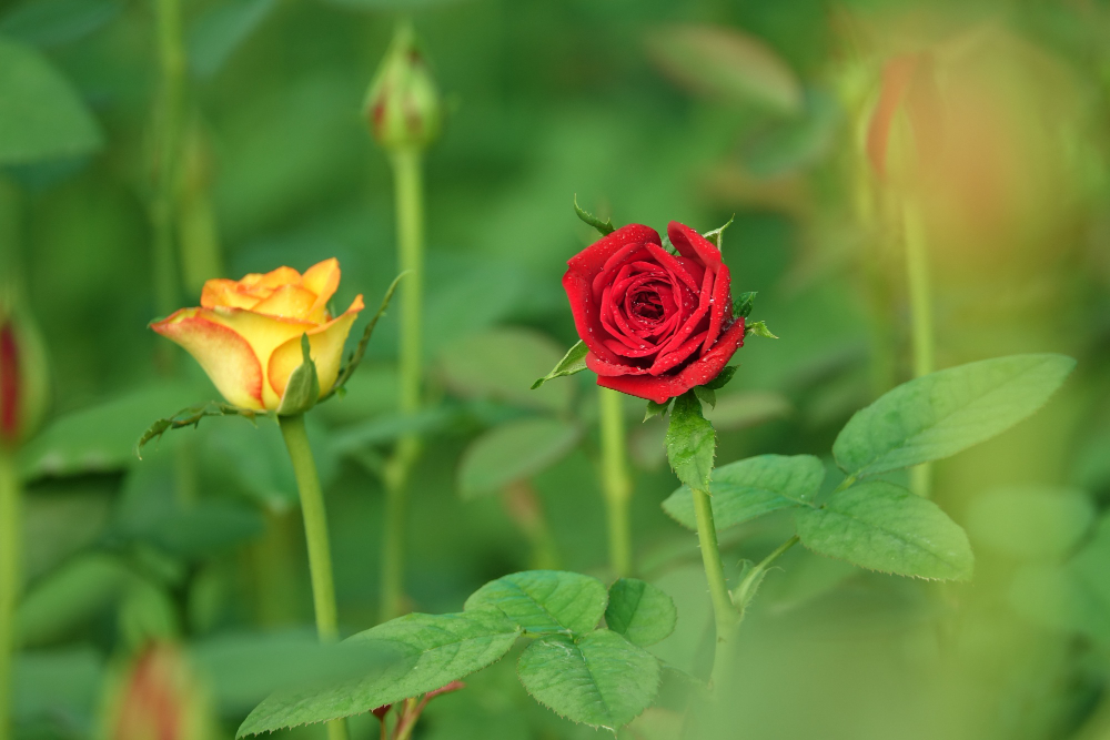 How to Grow Long Stem Roses? Best tips and tricks - Advicing tool